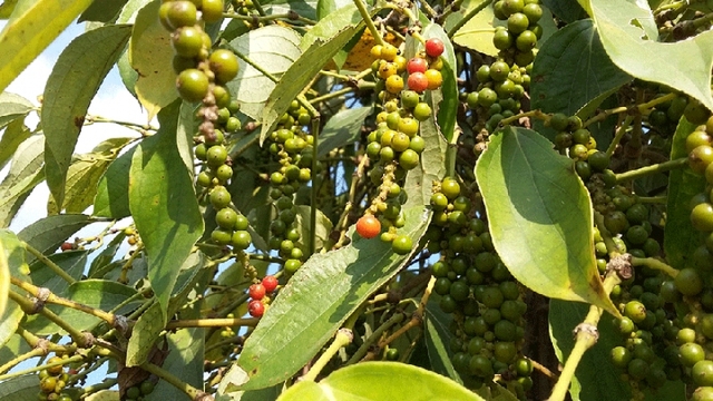 Local peppers enjoy boost in exports to Germany