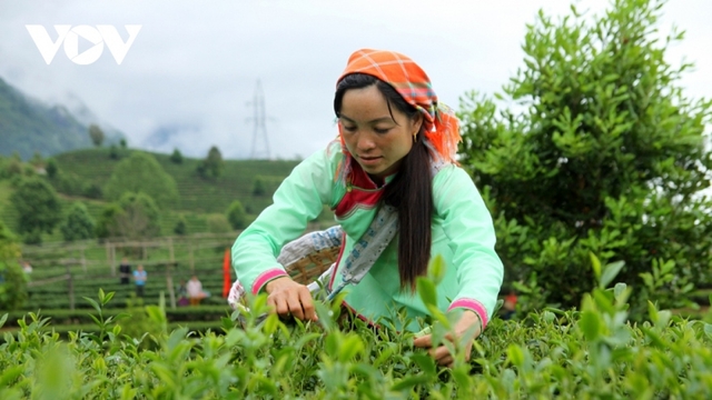 Người dân Lai Châu thu nhập hàng trăm triệu đồng từ sản xuất nông nghiệp