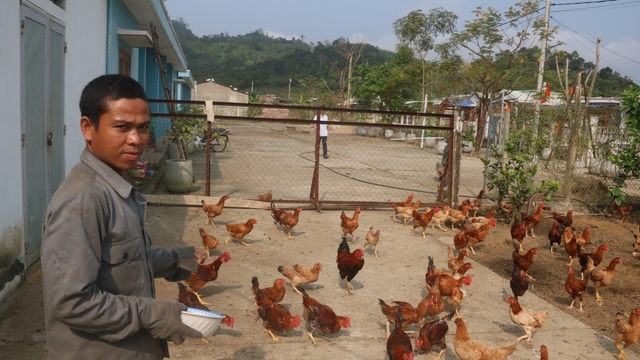 Thanh niên Quảng Nam làm giàu từ vùng đất hoang sơ, cây cối mọc um tùm