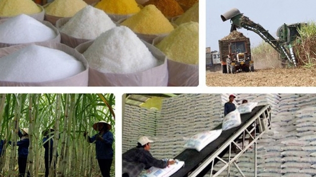 Áp thuế đường Thái Lan, giá mía trong nước tăng ngay 200.000 đồng/tấn