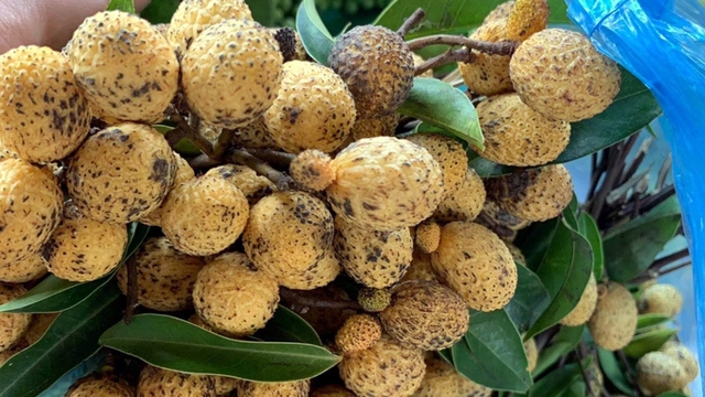 Quả lạ mọc trên núi đá, thường xuyên cháy hàng