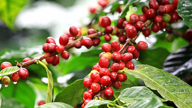 Chị em đua nhau lùng mua cành cà phê về cắm
