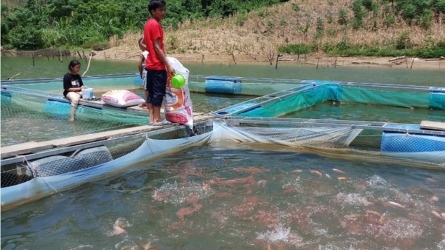Thanh niên dân tộc Cơ Tu thoát nghèo từ nuôi cá diêu hồng