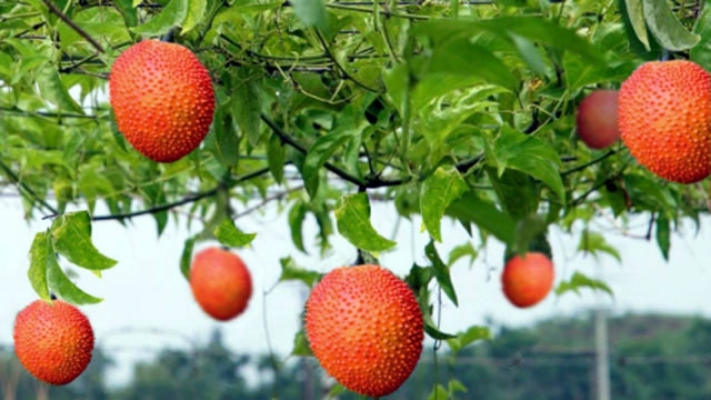 Trái cây “đến từ thiên đường”, thương lái đến tận vườn thu mua