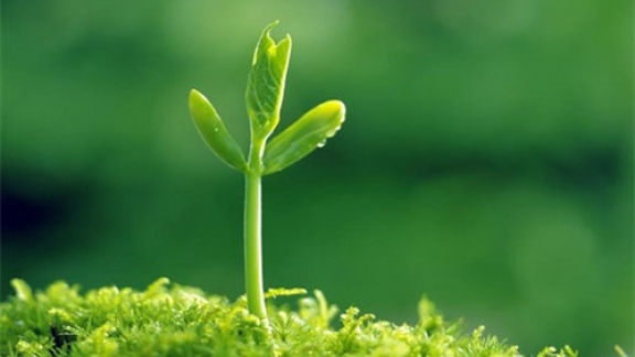 Câu chuyện của hai hạt mầm