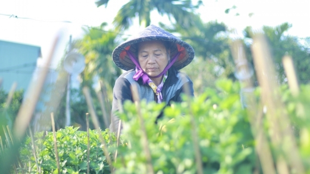 Nông dân thủ phủ hoa cúc ở Pleiku thấp thỏm chờ vụ Tết