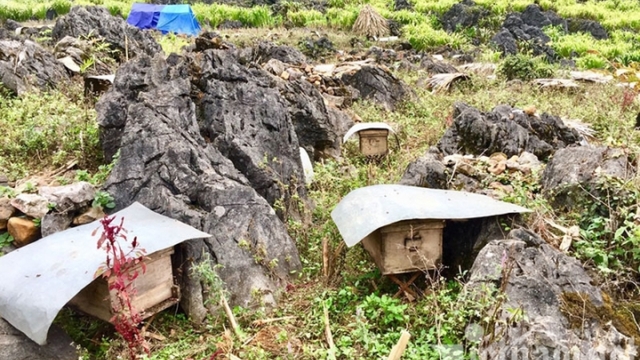 Đặc sản cao nguyên đá: Hoa mỗi năm nở một lần, tạo nguồn thu tiền tỷ