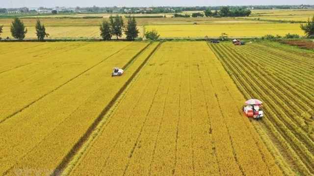 Mekong Delta faces challenge to reducing greenhouse gas emissions in rice farming