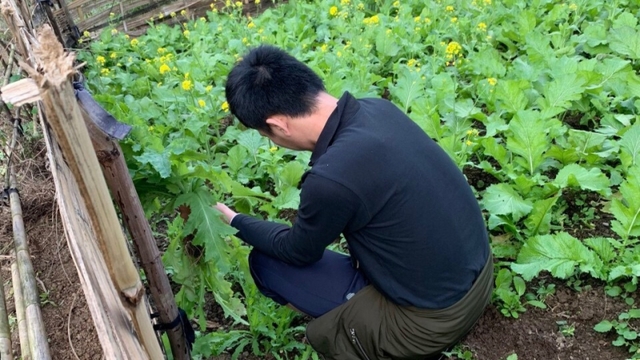 Phát hiện trên 300 cây thuốc phiện trồng trong vườn rau 