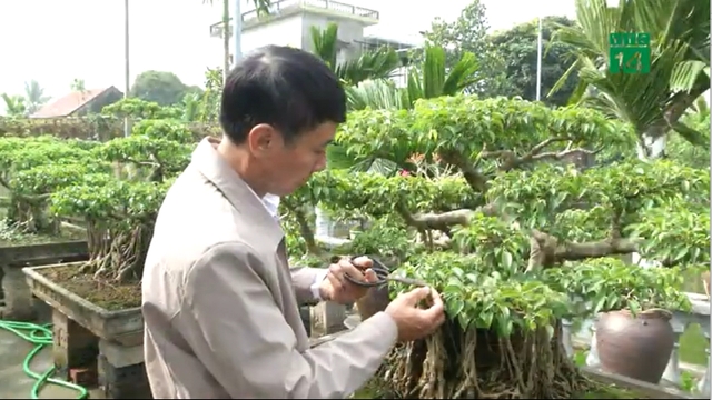 Thú chơi cây cảnh dịp Tết của người Việt