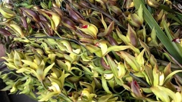 Lan “tiến vua” đắt hàng trên chợ mạng vì vừa rẻ vừa đẹp