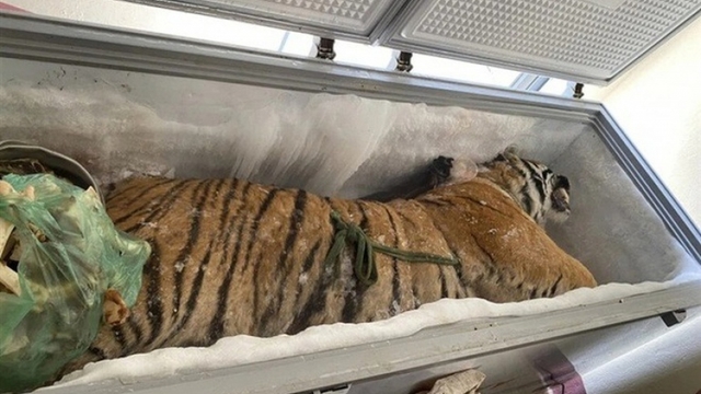 Phạt tù đối tượng cho "giấu nhờ" xác hổ