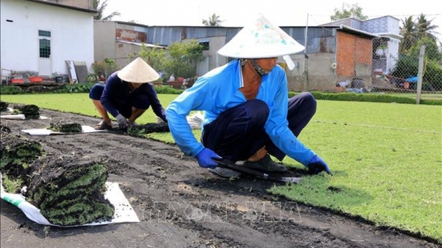 Trồng cỏ nhung giúp nhiều gia đình phát triển kinh tế