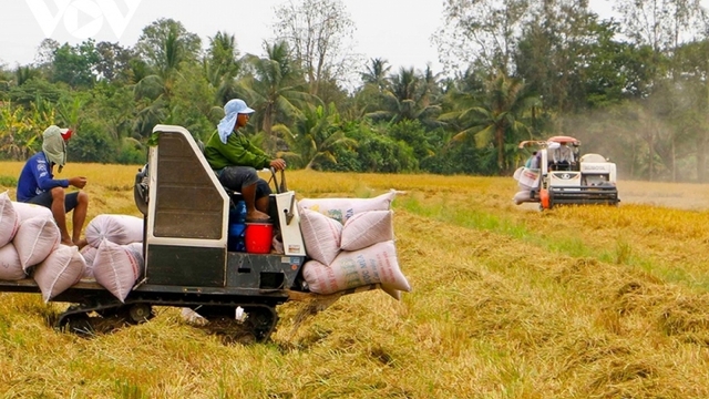 Vietnamese rice price maintains top place among regional exporters