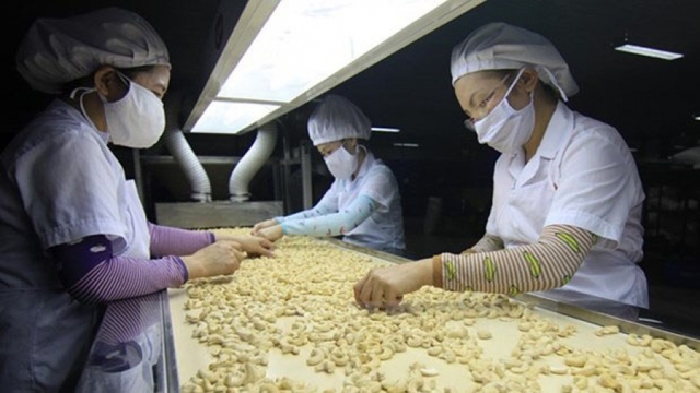 Cashew industry faces huge challenges