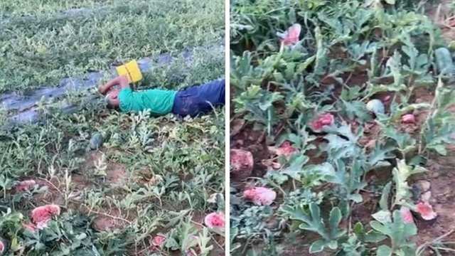 Giám đốc Công an Nghệ An chỉ đạo làm rõ vụ phá ruộng dưa hấu của lão nông