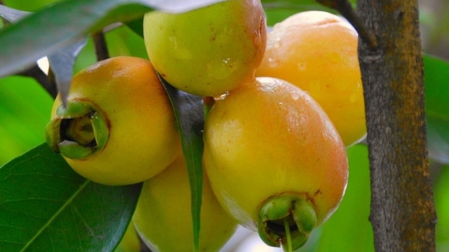 “Táo hoa hồng” ở miền Tây có tiền cũng khó mua