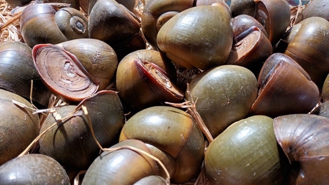 Nuôi loại đặc sản “ngủ” mấy tháng không ăn uống, nông dân kiếm bộn tiền