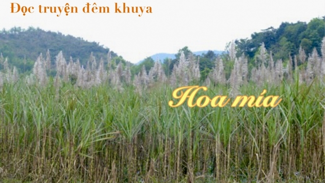 Truyện ngắn "Hoa mía" - Biểu tượng của tình yêu thương