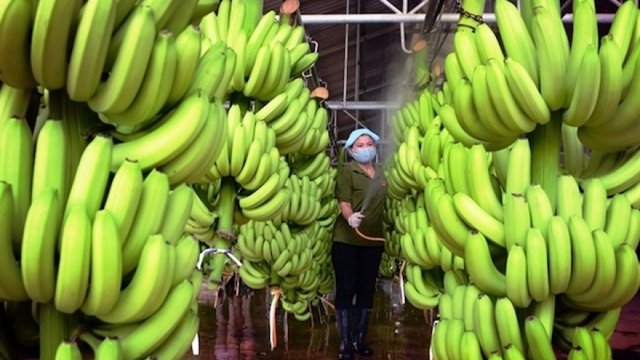 Vietnam officially exports fresh bananas to China