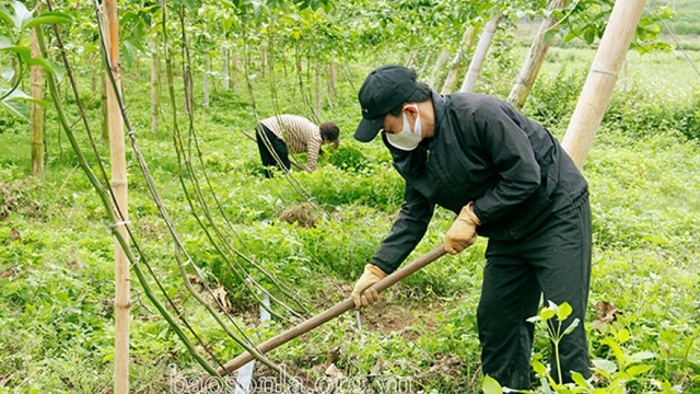 Giải pháp phát triển cây chanh leo bền vững: Tuân thủ kỹ thuật, linh hoạt liên kết