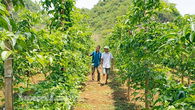 Giải pháp phát triển cây chanh leo bền vững: Những thăng trầm