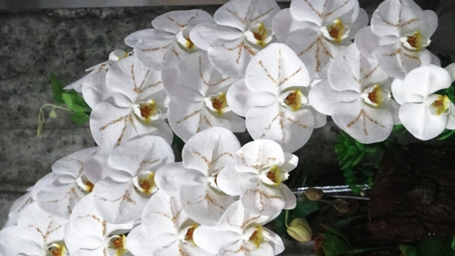 Lan hồ điệp dát vàng – thú chơi sang chảnh dịp Tết