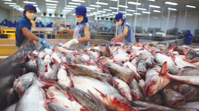 Bright prospect for tra fish exports in 2023