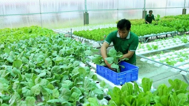 Huge upside for Vietnam’s organic products in Europe