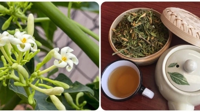 Tác dụng bất ngờ của nước hoa đu đủ đực