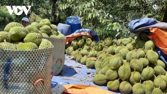 China grants additional 163 growing area codes to Vietnamese durian