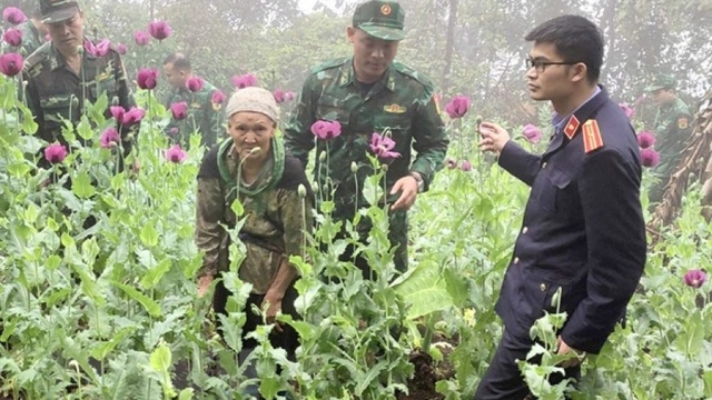 Khởi tố vụ án trồng 600 cây thuốc phiện "để làm thuốc chữa bệnh"