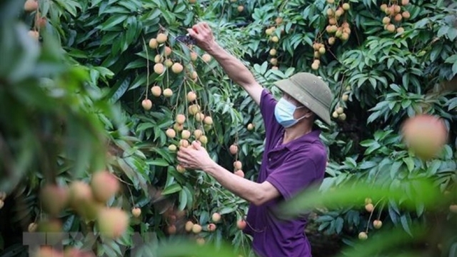 Bac Giang seeks to boost lychee export to US