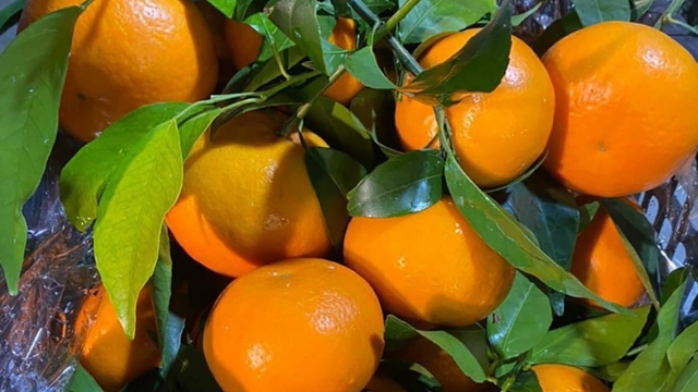 Loại cam ngọt “bất bại”, rẻ như rau đang đổ bộ chợ đầu mối