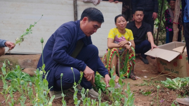Khởi tố người phụ nữ trồng 585 cây thuốc phiện