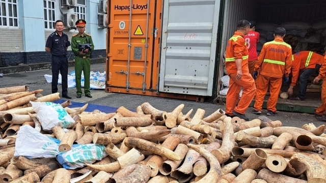 Các vụ buôn lậu ngà voi, sừng tê giác có xu hướng dịch chuyển ra ngoài Bắc