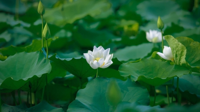 Pure white lotus enchants flower lovers in Hanoi