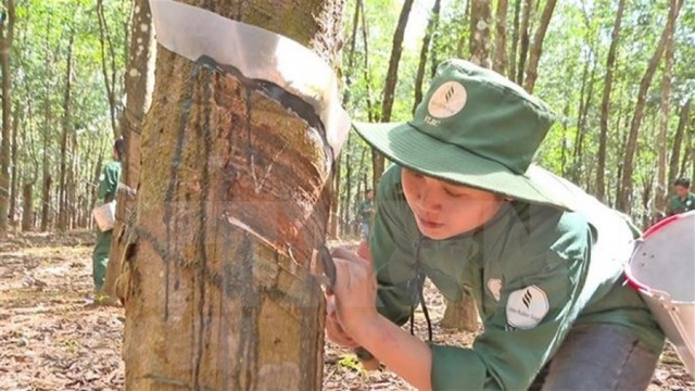 Laos, Vietnam cooperate to improve exported rubber quality