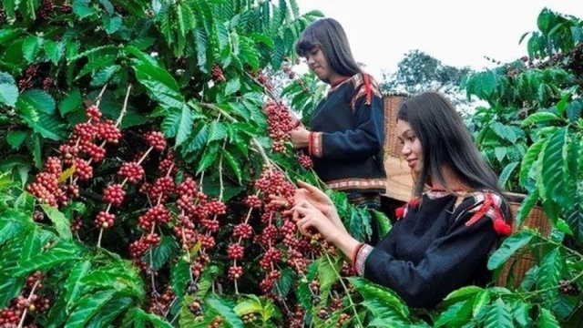 Immediate actions required to prevent forest loss in coffee production: official