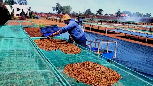 Giá cà phê hôm nay 19/8: Giá cà phê đồng loạt tăng, trong nước có giá 117,300 đồng/kg