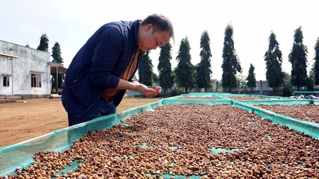 Giá cà phê hôm nay 7/5: Giá cà phê trong nước trung bình ở mức 86.100 đồng/kg