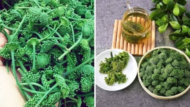 Công dụng của hoa tam thất với sức khỏe