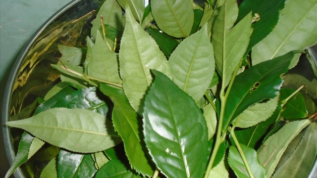 Các bài thuốc trị bệnh từ lá trà xanh