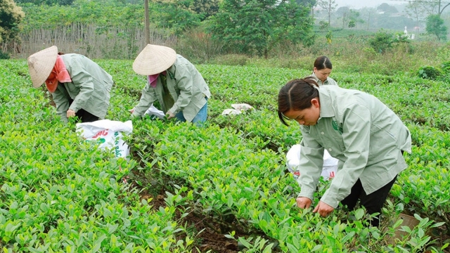 Thái Nguyên nâng cao vai trò hợp tác xã
