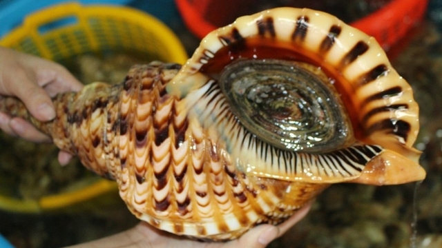 Ốc khổng lồ khiến dân Việt chi tiền triệu lùng mua