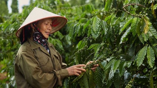 Nâng cao tính bền vững của cây cà phê và hồ tiêu ở Tây Nguyên