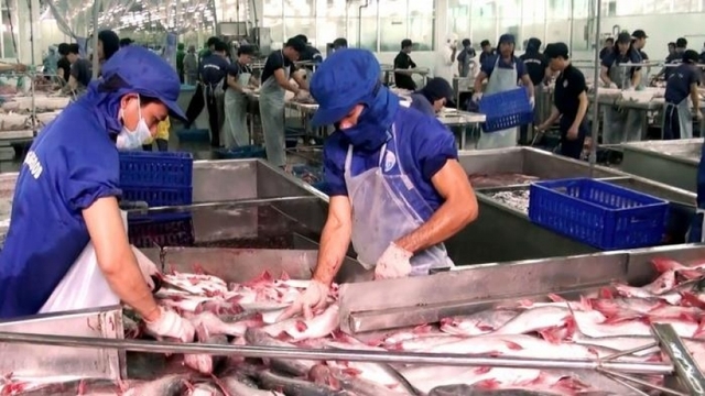 Pangasius exports to CPTPP market to see positive growth this year