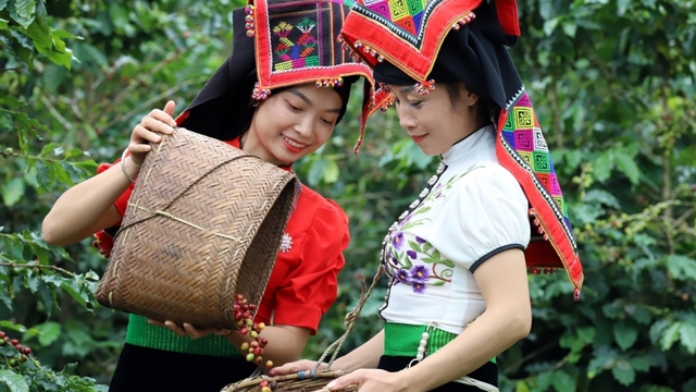 Giá cà phê hôm nay 10/3: Giá cà phê trong nước trung bình ở mức 96.600 đồng/kg