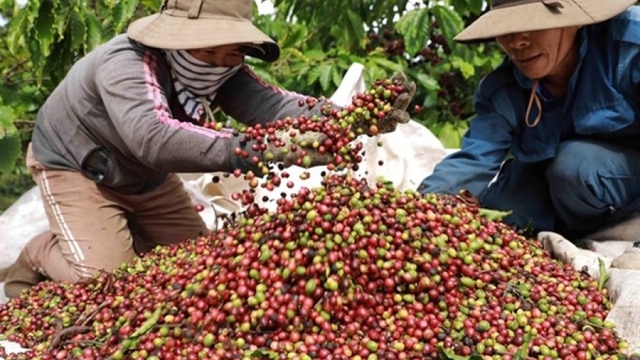 Vietnamese coffee producers urged to focus on quality for sustainable export