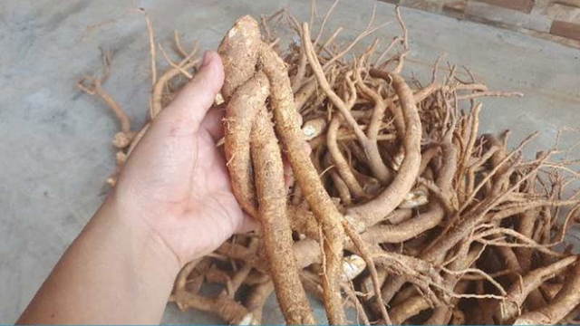 Nên ngâm củ đinh lăng tươi hay khô?